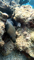 moray by Adrian Jimenez 